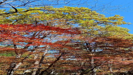 小包團-丹東天橋溝賞楓一日遊--2小時高速直達！省時暢玩