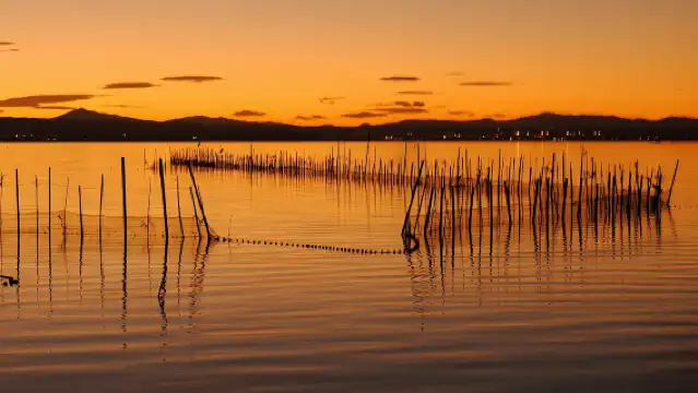 From Valencia: Albufera Natural Park with Sunset Boat Tour