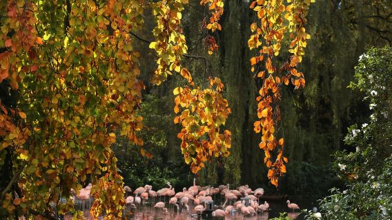 Amsterdam: ARTIS Royal Zoo and ARTIS Groote Museum Ticket