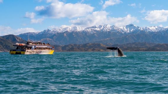 Christchurch to Kaikoura Whale Watching Shared Transfer Day Tour