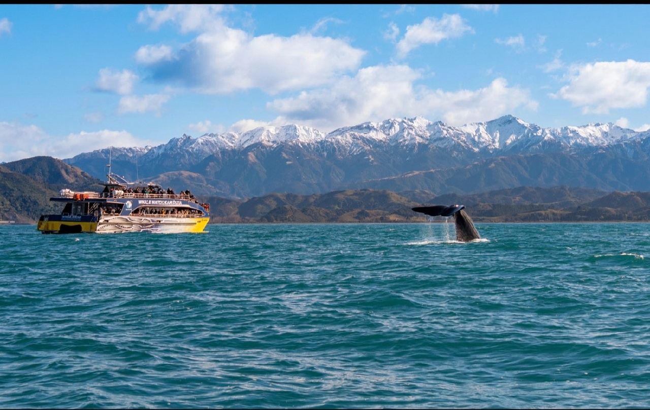 Christchurch to Kaikoura Whale Watching Shared Transfer Day Tour