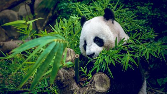 ChengDu Half-Day Tour to Panda Base Economical and Hassle-Free