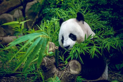 成都私人導覽半日遊 大熊貓繁育研究基地