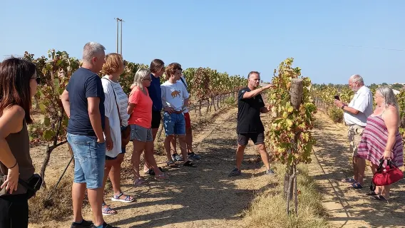 Amanti del vino: tour della cantina con degustazione e tapas (Albufeira/Vilamoura)
