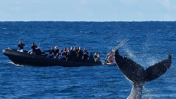 Pemerhatian ikan paus di Sydney - bot laju hitam/putih berkelajuan tinggi (2 jam berlepas dari Circular Quay)