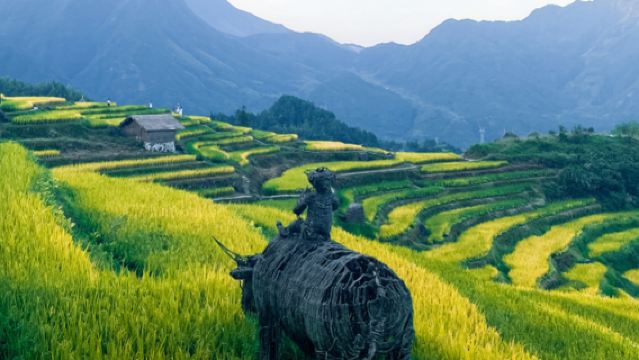古堰畫鄉旅遊度假區+雲和梯田景區一日遊【包車遊丨麗水來回上門接送】