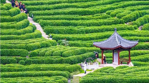 【隱逸茶生活】杭州西溪國家濕地公園+龍井村採茶品茶一日遊