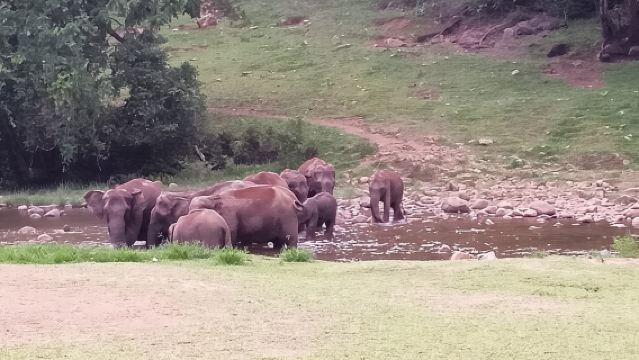 Tour degli elefanti selvatici di Anakulam e delle cascate (Trekking nella valle di Munnar)