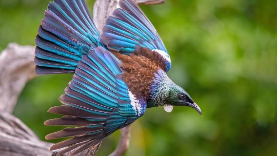 Auckland: Feri Pulau Tiritiri Matangi