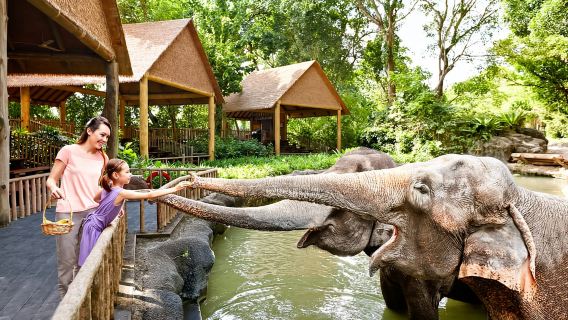 Zoológico de Singapur: Entrada con paseo en tranvía