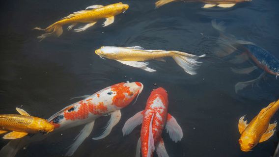 Tokio Burg & Kaiserpalast Tokio – Shogun Spaziergang