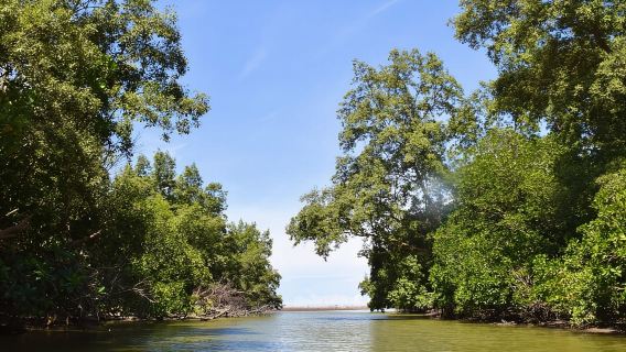 The Sparks: Mangroves, Monkeys & Market Life