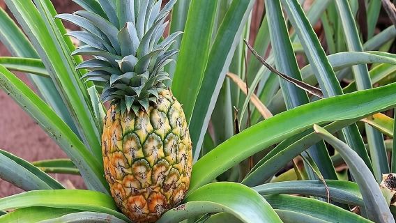 Oahu Grand Circle Island Experience from Waikiki