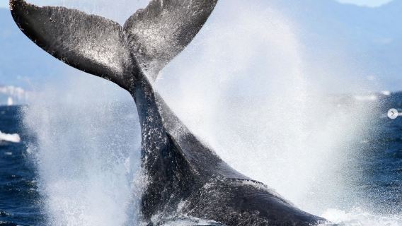 Золотой берег: круиз с гарантированным наблюдением за китами / прогулочное судно с гарантированным наблюдением за китами / круизный катер с гарантированным наблюдением за китами|Отправление от пристани Ocean World|2,5 часа плавания