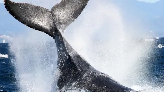 Croisière d'observation des baleines sur la Gold Coast avec garantie de vue|Départ depuis le quai du Sea World|2,5H de navigation