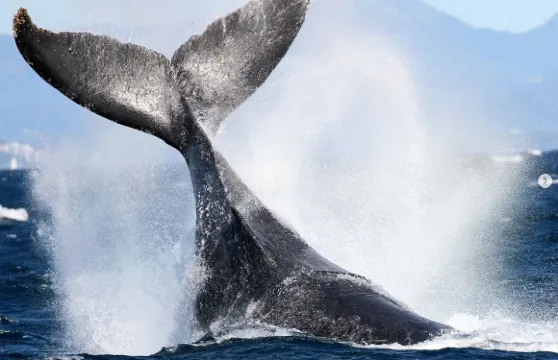 黃金海岸出海觀鯨遊船【保證觀鯨率|海洋世界碼頭出發|2.5小時航行