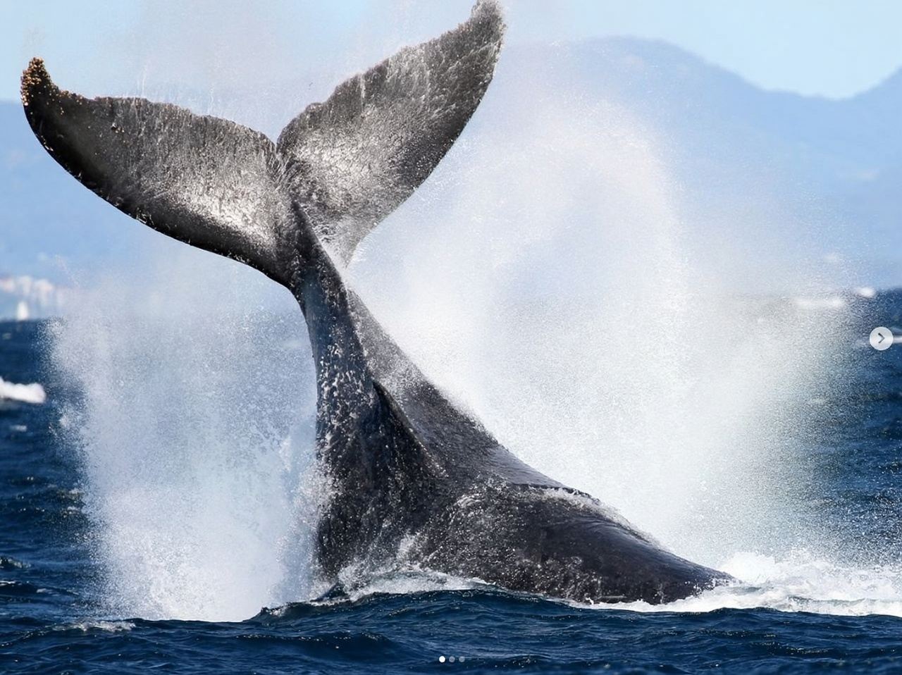 黃金海岸出海觀鯨遊船【保證觀鯨率|海洋世界碼頭出發|2.5小時航行