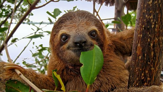 Roatan Sloth & Monkeys Animal Park , Chocolate Rum cake Factory