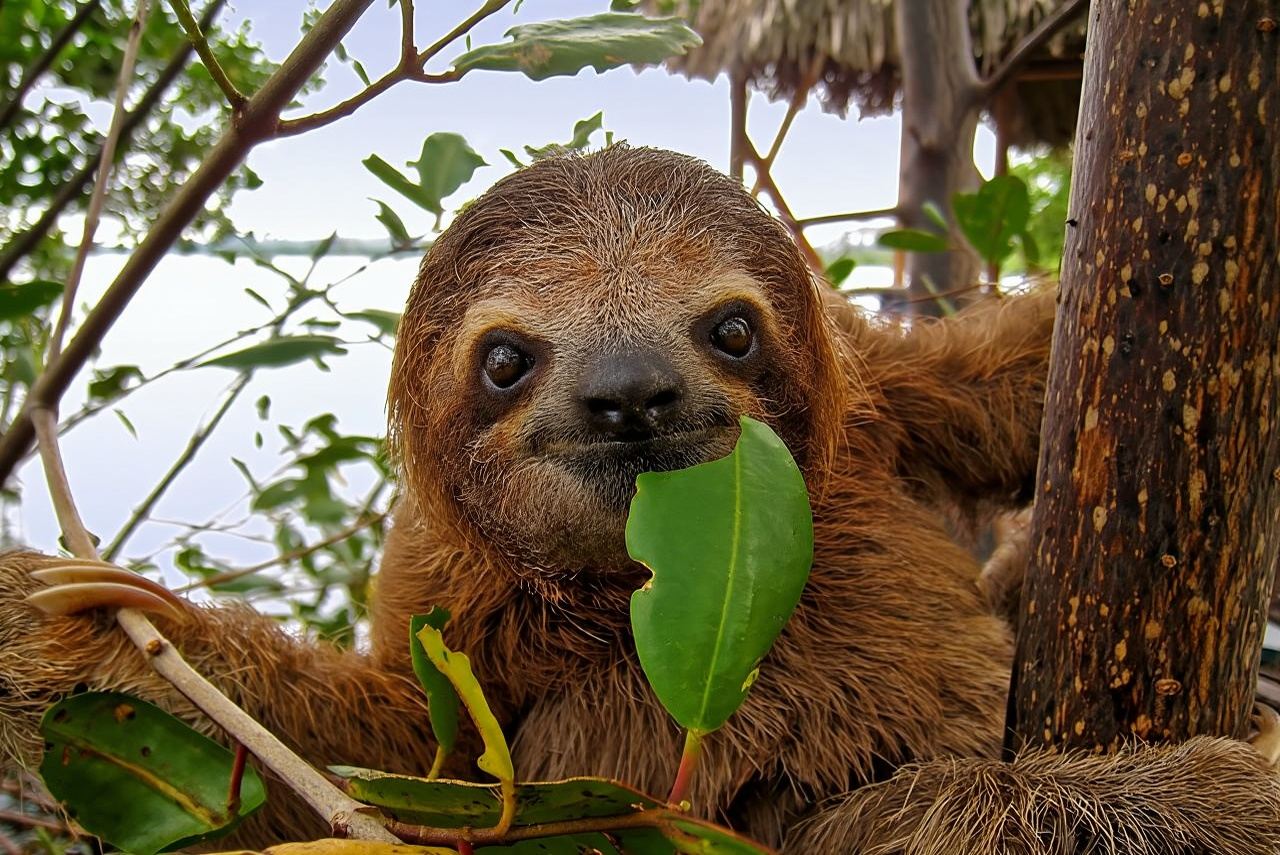 Roatan Faultier- und Affenpark, Schokoladen-Rumkuchenfabrik