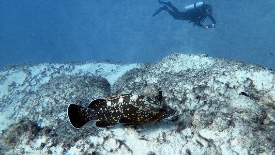 Discover Scuba Diving in Costa Calma