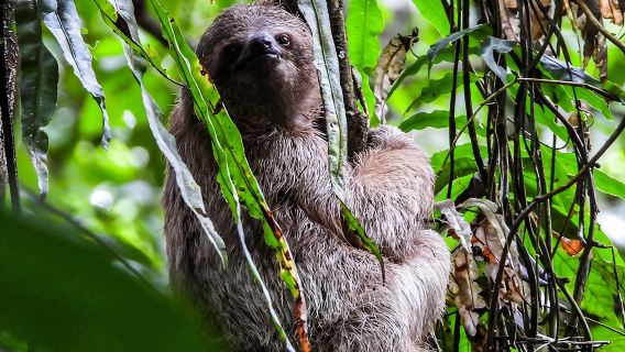 Сафари по тропическому лесу Гуанакасте с едой