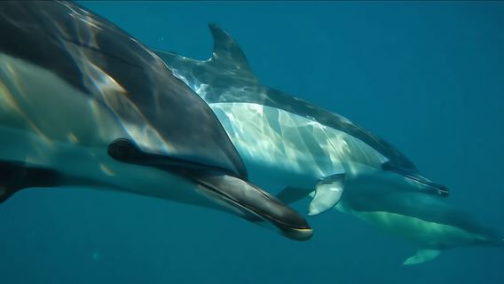 Dolphin watching boat tour from Lisbon