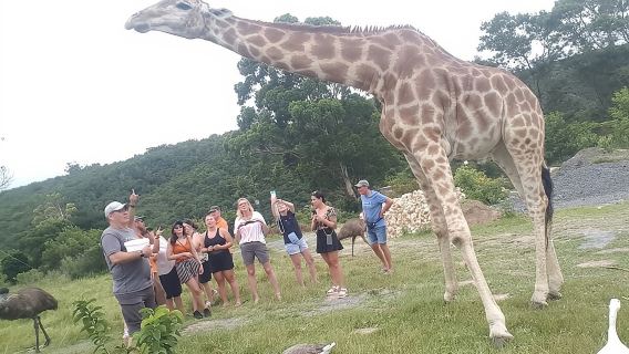 Private Beach Lodge and Giraffe Interaction for Cruise ship Guest