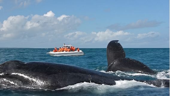 Россия, Мурманск-Териберка|Горячий сезон наблюдения за китами|Старый/Новый Жери - Пляж Драконьих Яиц|Индивидуальный тур с арендой транспорта&