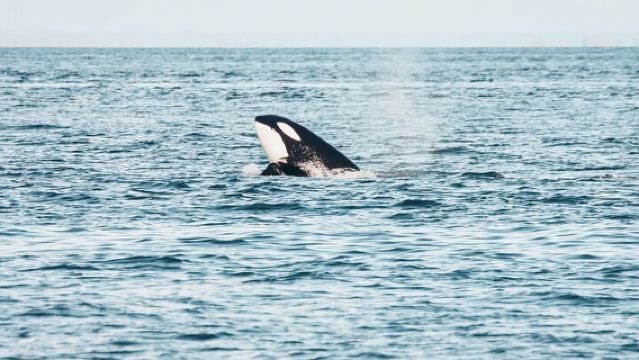 Avventura di mezza giornata a Vancouver per osservare le balene con foto gratuite