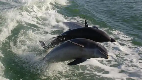 St. Pete Beach Area: Dolphin Racer Speedboat Adventure