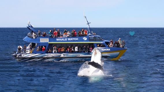 ニュージーランド オークランド クジラ&イルカ発見ツアー4.5時間【水上観賞/海洋クルーズ/乗組員ガイド付き解説】