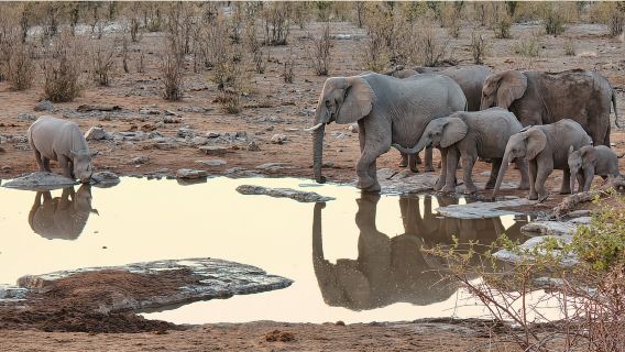 Desde Windhoek: Safari guiado de 1 día por el Parque Nacional Etosha