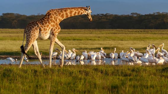 Da Nairobi: tour di un giorno ai laghi Nakuru e al Parco nazionale Naivasha