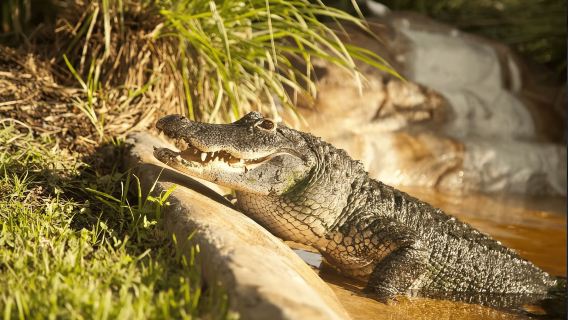 Everglades: Sawgrass Park Airboat Adventure Package