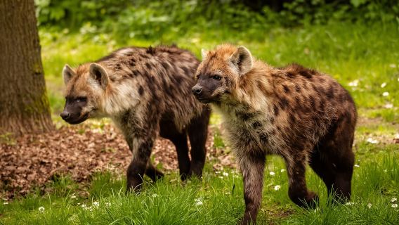 Planckendael (Mechelen) ZOO Entry Ticket