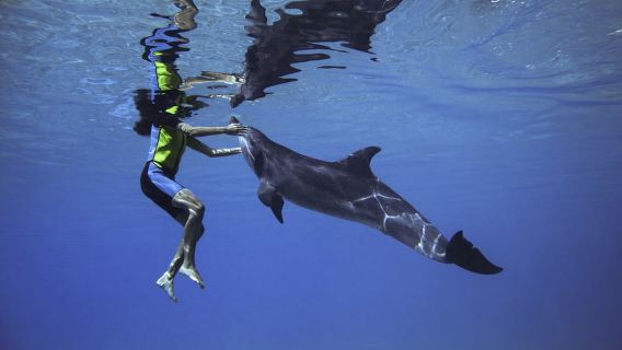 Dubai: Aquaventure World Waterpark Day Pass & Dolphin Swim