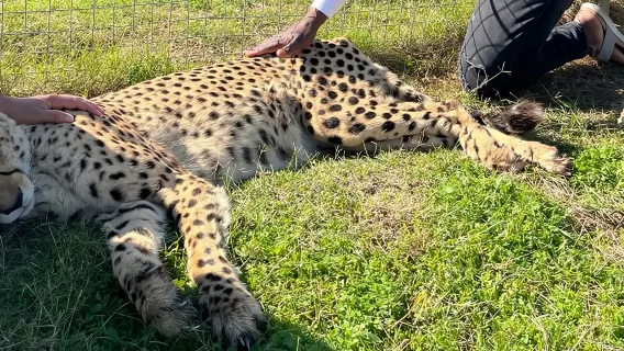Excursión de un día completo a Cheetah Outreach y los galardonados viñedos