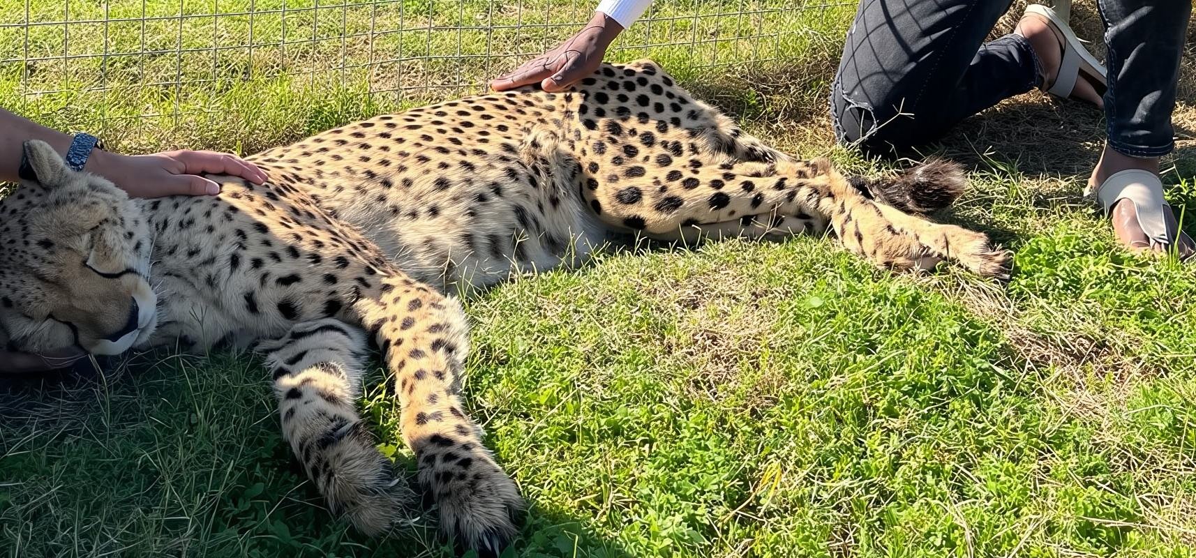 Cheetah , Monkey World &Cape Winelands in Stellenbosch tour