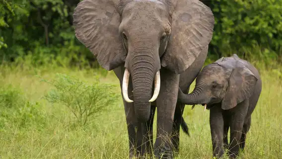 เดอร์บัน: ทัวร์ครึ่งวันเขตรักษาพันธุ์สัตว์ป่าทาลาและสวนสิงโตนาตาล