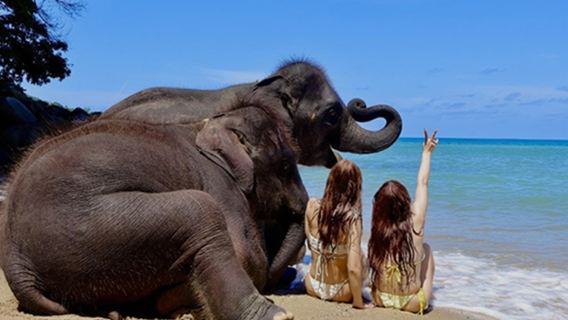 Phuket, Lucky Beach: experiencia de nadar y hacer fotos con elefantes