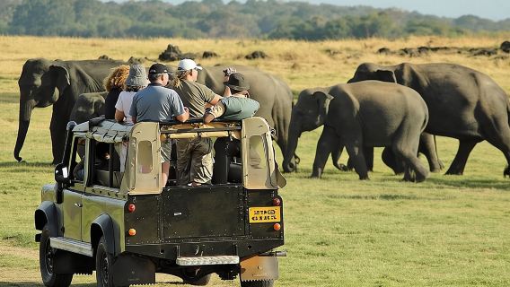 Tagesausflug von Kandy nach Sigiriya, Dambulla & Nationalpark-Safari.