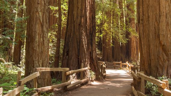 Muir Woods and Sausalito Small-Group Tour