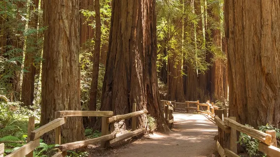 Tour per piccoli gruppi a Muir Woods e Sausalito