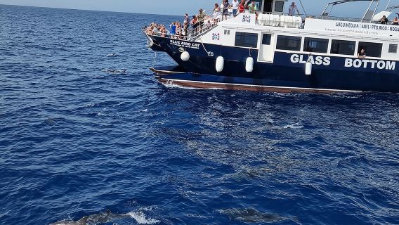 Круизный тур на полдня — наблюдение за дельфинами и китами