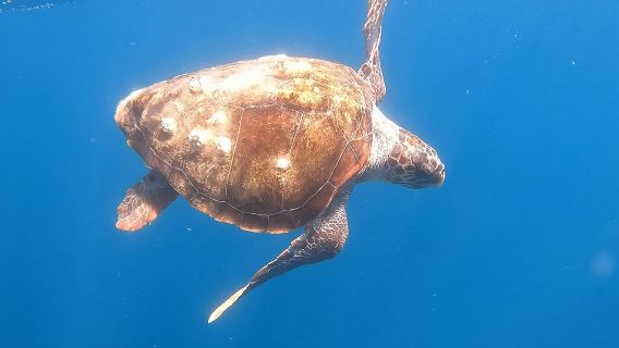 Snorkel Privately in Cabo San Lucas 
