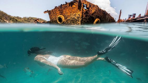 Australia Brisbane Moreton Island 1-day tour [Dolphin feeding/Snorkeling/Sand tobogganing]