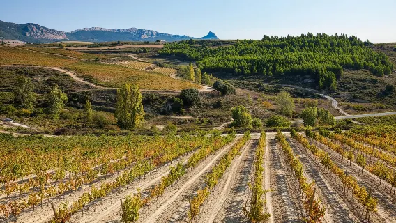 La Rioja-wijnen en Laguardia-reis van San Sebastian