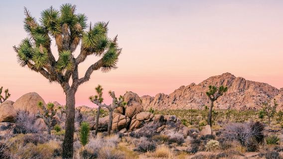 Lawatan Memandu Audio Sendiri di Taman Negara Joshua Tree