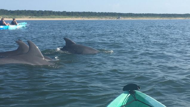 ทัวร์พายเรือคายัคชมโลมาแบบกลุ่มเล็ก