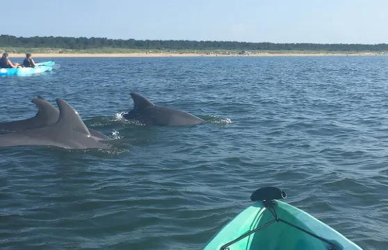 小型團體海豚獨木舟生態遊